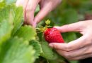 Voici pourquoi vous devez absolument passer la tondeuse sur vos fraisiers au début du printemps