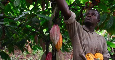 Le Cameroun renforce son soutien aux producteurs de cacao de qualité avec une prime record de 2 milliards de FCFA