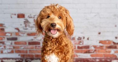 « Je suis vétérinaire et voici les 5 races de chiens trop chers à entretenir que je n’adopterai jamais »