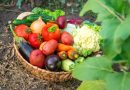 Voici les fruits et légumes à planter au jardin avant la fin du mois d’avril, selon les experts en jardinage