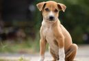 Voici les 5 communes françaises qui autorisent d’abattre des chiens jusqu’au 10 mai 2024