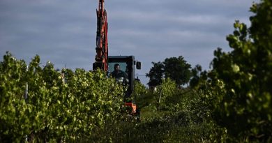 Victime de surproduction, Bordeaux se résigne à arracher ses vignes
