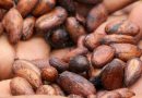 Records historiques pour les cours du cacao : une aubaine pour les producteurs camerounais