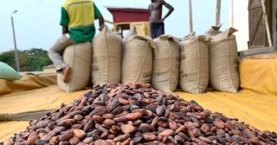 Le Cameroun se mobilise pour protéger sa filière cacao face aux restrictions européennes