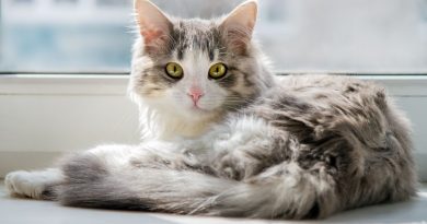 « Je suis vétérinaire et voici les 3 meilleures races de chats que je n’hésite pas à adopter »