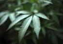 Une initiative lancée pour légaliser le cannabis en Suisse