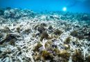 Pire épisode de blanchissement à la grande barrière de corail