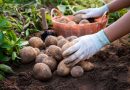 Voici comment cultiver de belles pommes de terre dans son potager au printemps