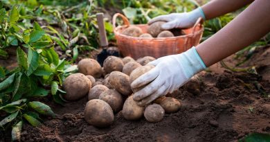 Voici comment cultiver de belles pommes de terre dans son potager au printemps