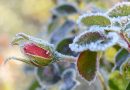 3 astuces méconnues pour sauver vos plantes du grand froid ce printemps 2024