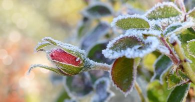 3 astuces méconnues pour sauver vos plantes du grand froid ce printemps 2024