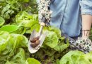 « Les limaces détruisaient mon jardin jusqu’à ce que je découvre cette astuce méconnue approuvée par les experts »