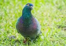 Voici les 3 meilleures astuces indolores et très efficaces pour faire fuir les pigeons de votre jardin