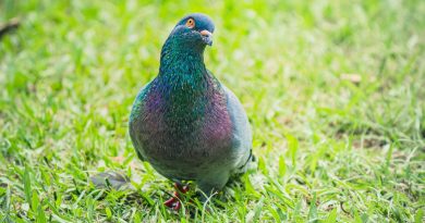 Voici les 3 meilleures astuces indolores et très efficaces pour faire fuir les pigeons de votre jardin