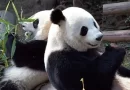 Arrivée d’un couple de pandas géants chinois en Espagne