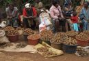 Le MINADER s’engage à stimuler la production de pommes de terre dans l’Ouest du Cameroun