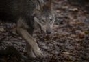 Vaud: le loup a tué 102 animaux de rente l’an dernier